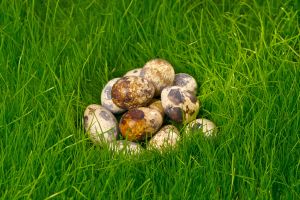 760979_grass_family