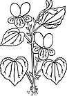 Ausmalbild Malvorlage Blume