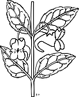 Ausmalbild Malvorlage Blume
