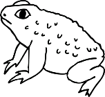 Ausmalbild Malvorlage Frosch