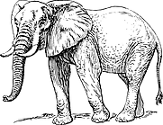 Ausmalbild Malvorlage Elefant