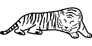 Ausmalbild Malvorlage Tiger