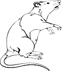 Ausmalbild Malvorlage Ratte