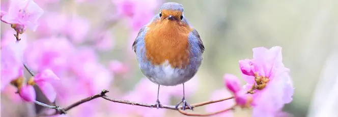 Wenn der Frühling kommt Text Noten