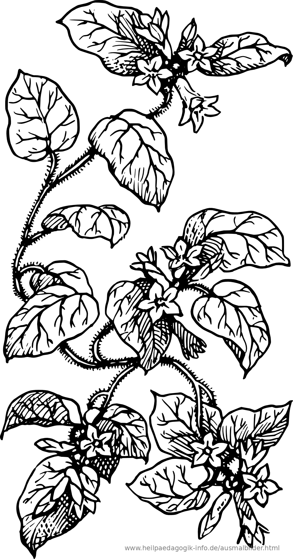 Ausmalbilder Blumen, Bäume, Blätter