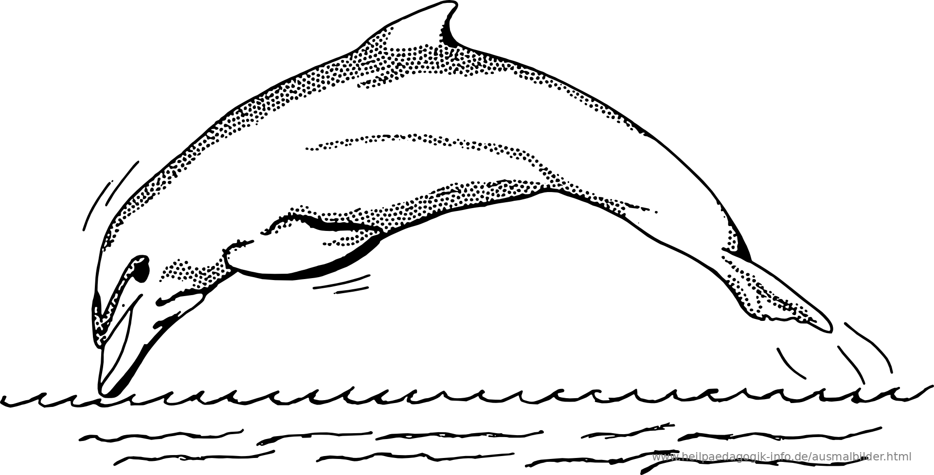 ausmalbild delfin kostenlos  cartoonbild