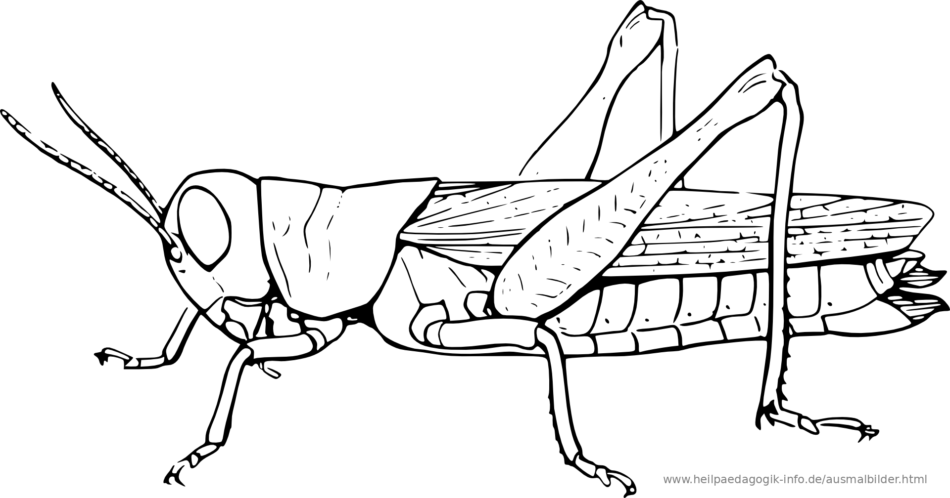 ausmalbilder insekten