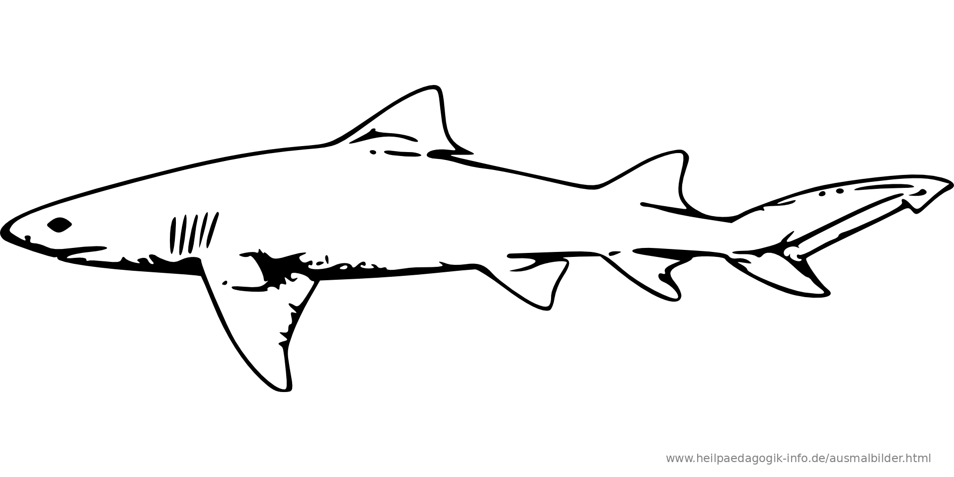 Серая акула рисунок