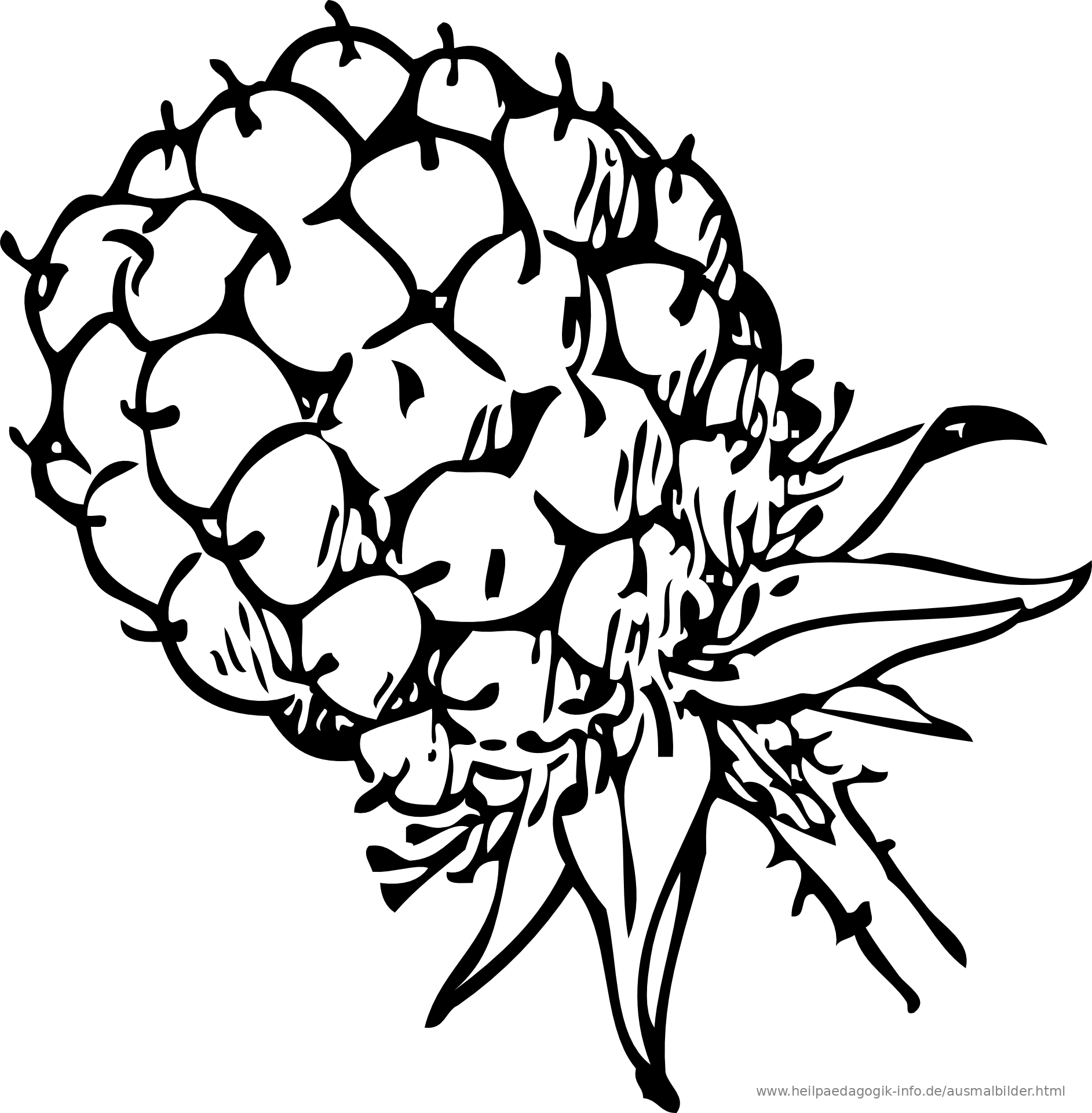 11+ Himbeere Malvorlage Malvorlagen 2021 11+ Himbeere Malvorlage Malvorlagen 2021