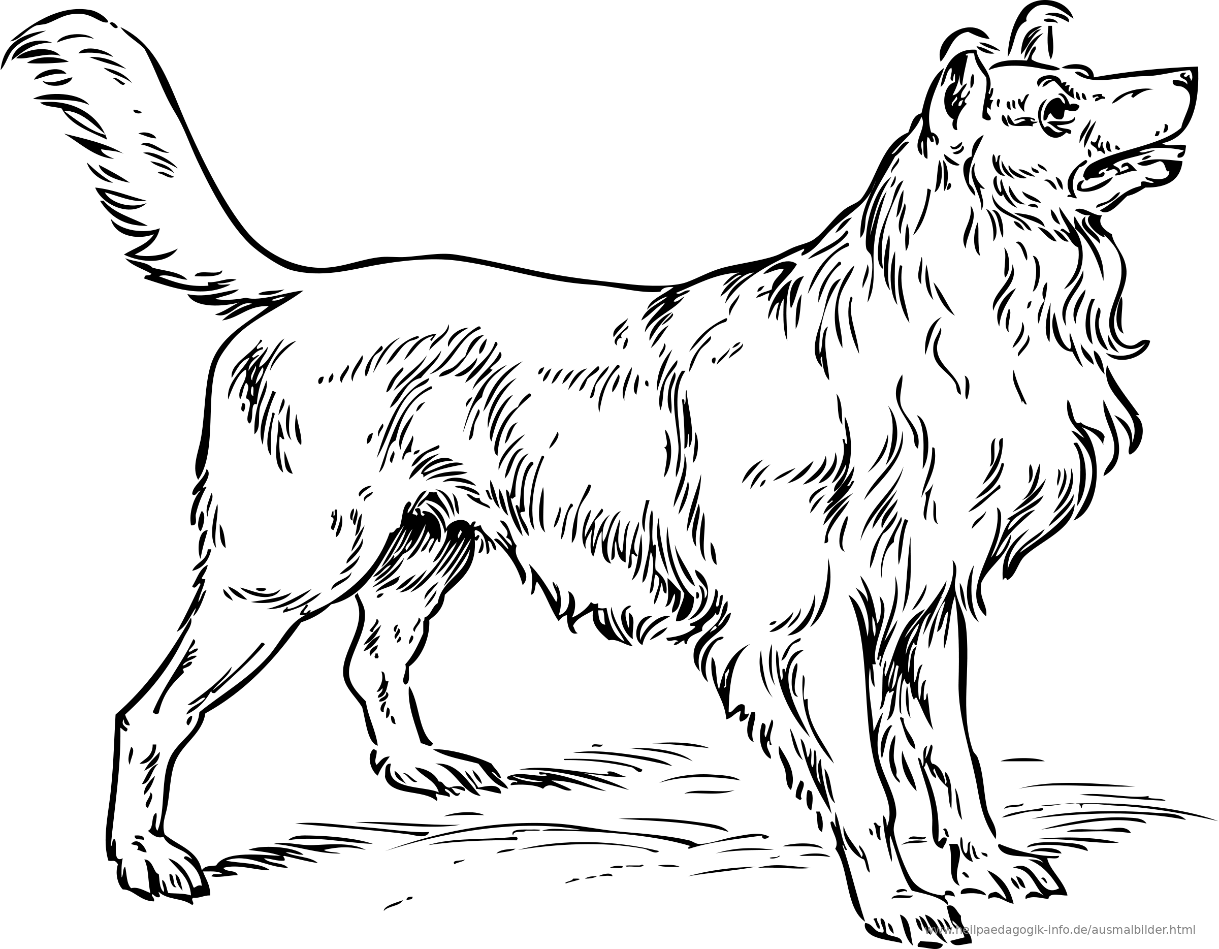Ausmalbilder Hunde Ausmalbilder Hunde