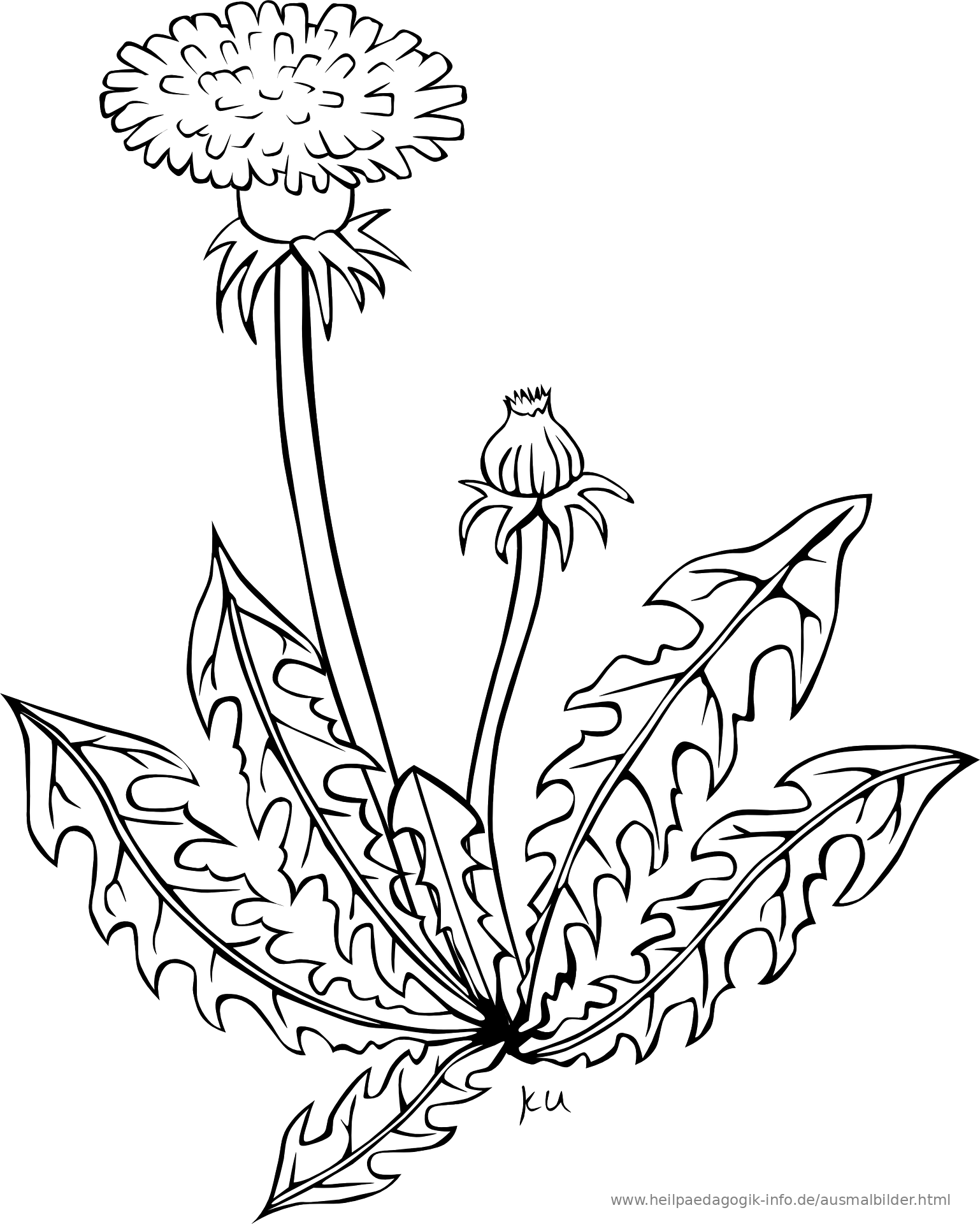 ausmalbilder pusteblume